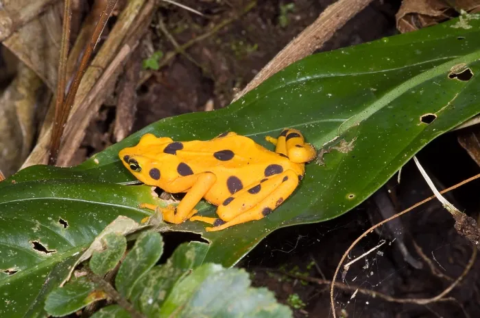 Framed Print : Harlequin Toad Print