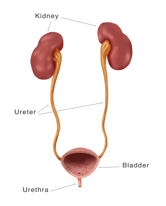 Framed Print : Print of the Renal System, Labeled