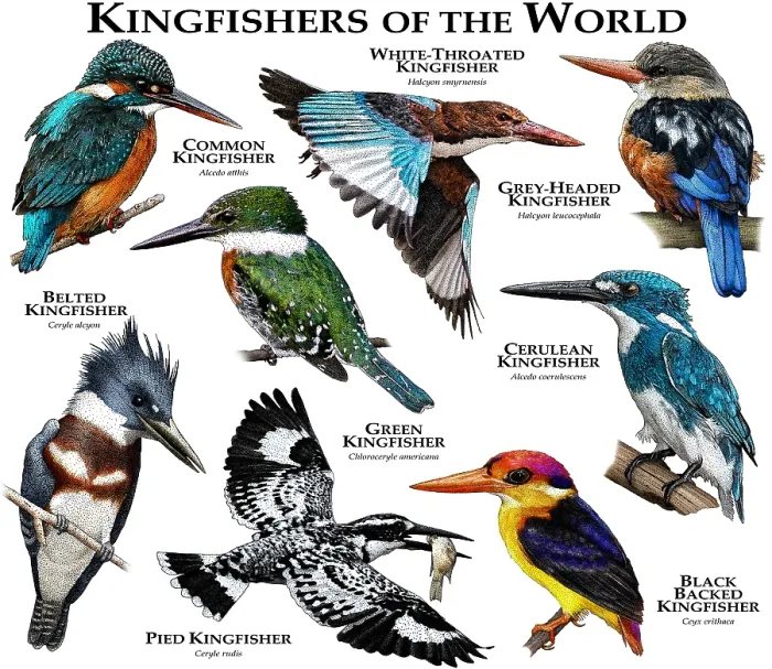 Framed Print : Kingfishers of the World Print: Colorful Species Collage Framed Print : Kingfishers of the World Print: Colorful Species Collage