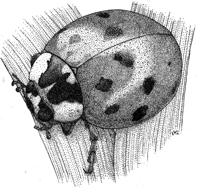 Framed Print : Ladybug Beetle Print, Pen and Ink Illustration Framed Print : Ladybug Beetle Print, Pen and Ink Illustration