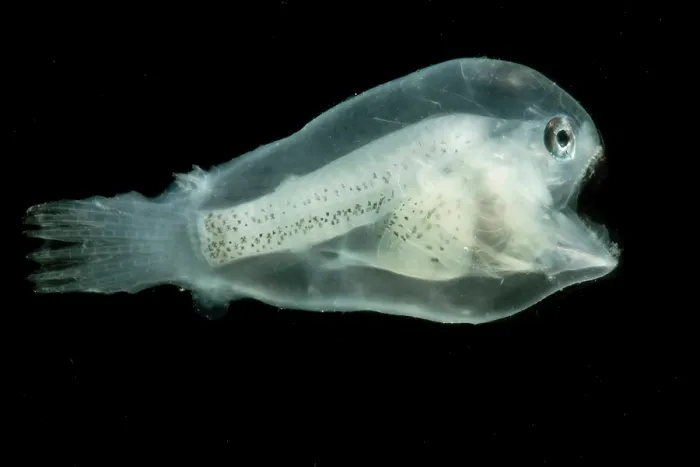 Framed Print : Linophrynidae Larval Anglerfish Print Framed Print : Linophrynidae Larval Anglerfish Print