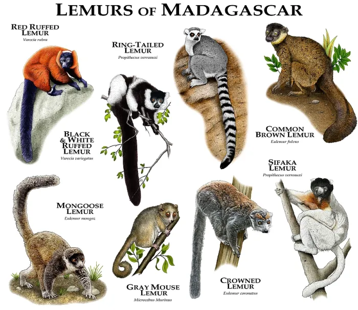 Framed Print : Madagascar Lemur Species Print Framed Print : Madagascar Lemur Species Print