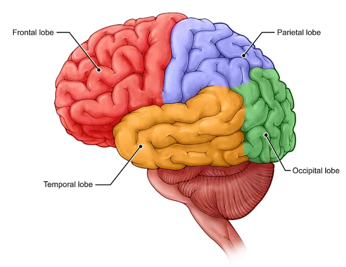 Framed Print : Brain Lobe Print: Frontal, Temporal, Parietal, and Occipital Lobes Framed Print : Brain Lobe Print: Frontal, Temporal, Parietal, and Occipital Lobes