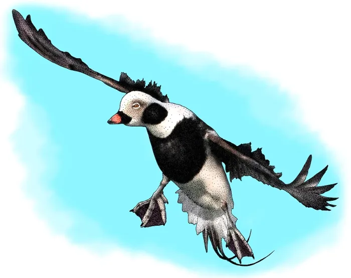 Framed Print : Long Tailed Duck Print Framed Print : Long Tailed Duck Print