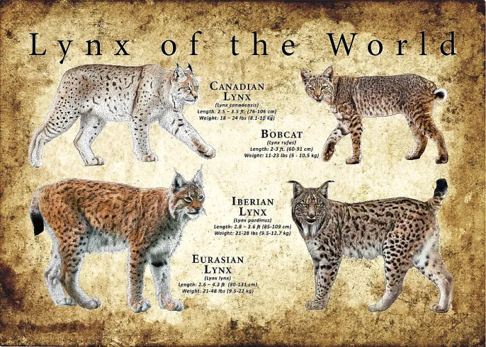 Framed Print : Lynx Species Print