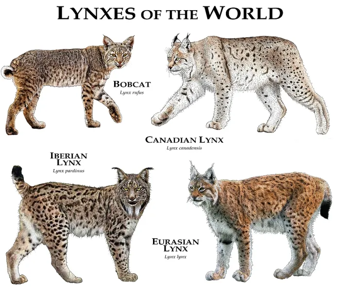 Framed Print : Lynx of the World Print: A Collage of All Extant Species Framed Print : Lynx of the World Print: A Collage of All Extant Species