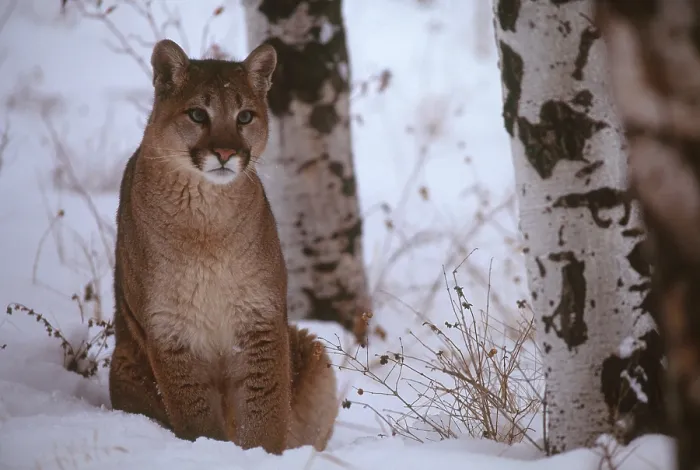Framed Print : Cougar Print (Puma concolor) - Montana Framed Print : Cougar Print (Puma concolor) - Montana