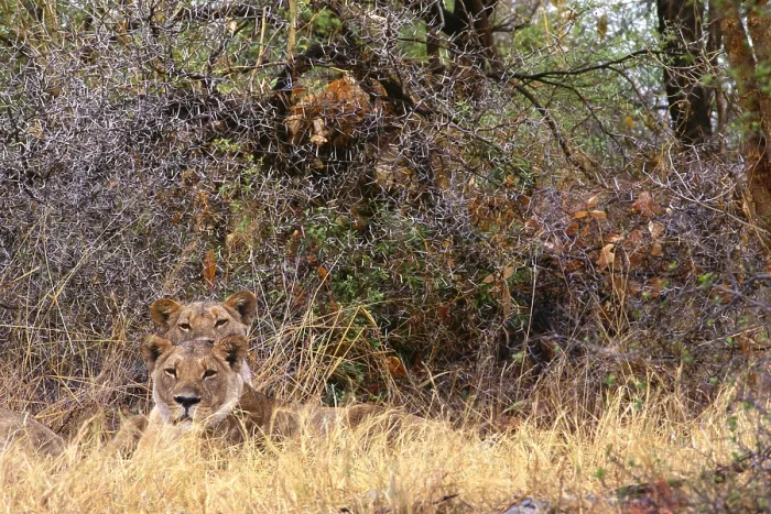 Framed Print : Two Lions Print, Botswana, Chobe National Park Framed Print : Two Lions Print, Botswana, Chobe National Park