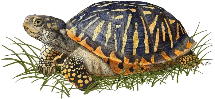 Framed Print : Ornate Box Turtle Colorized Print Framed Print : Ornate Box Turtle Colorized Print