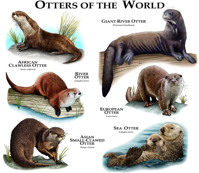 Framed Print : Otter Species Print: Colorful Otter Collage Framed Print : Otter Species Print: Colorful Otter Collage