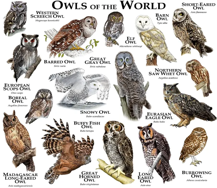 Framed Print : Owls of the World Print: Colorful Owl Species Collection Framed Print : Owls of the World Print: Colorful Owl Species Collection