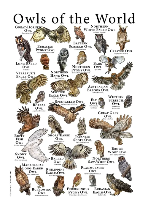Framed Print : Owls of the World Print: A colorful collage featuring twenty plus owl species Framed Print : Owls of the World Print: A colorful collage featuring twenty plus owl species