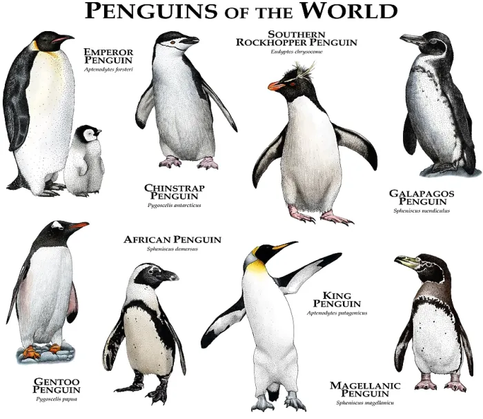 Framed Print : Penguins of the World Print: Color Collage of Various Species Framed Print : Penguins of the World Print: Color Collage of Various Species
