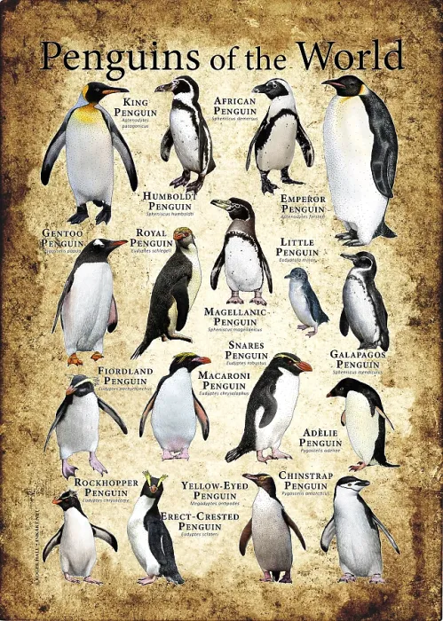 Framed Print : Penguins of the World Print: A Colorful Collage of 12 Species Framed Print : Penguins of the World Print: A Colorful Collage of 12 Species