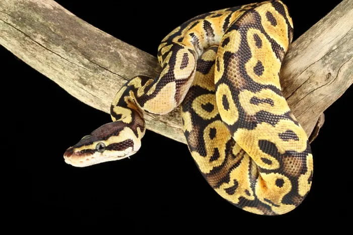 Framed Print : Ball Python Print: Pastel Morph Climbing on a Branch Framed Print : Ball Python Print: Pastel Morph Climbing on a Branch