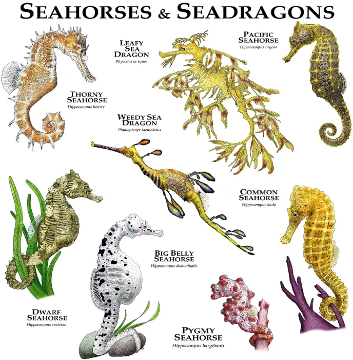 Framed Print : Seahorses and Seadragons Print Framed Print : Seahorses and Seadragons Print