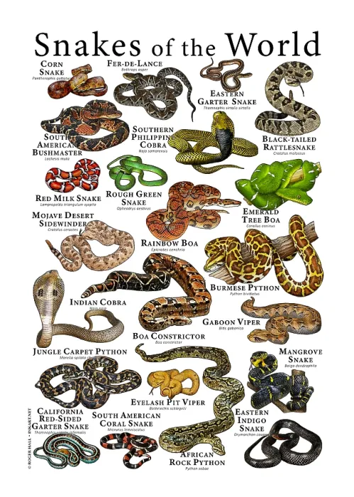 Framed Print : Snakes of the World Print: A Colorful Collection of Illustrations Framed Print : Snakes of the World Print: A Colorful Collection of Illustrations