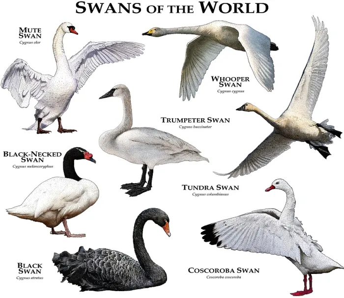 Framed Print : Swans of the World Print - Full-Color Collage of All Extant Species Framed Print : Swans of the World Print - Full-Color Collage of All Extant Species