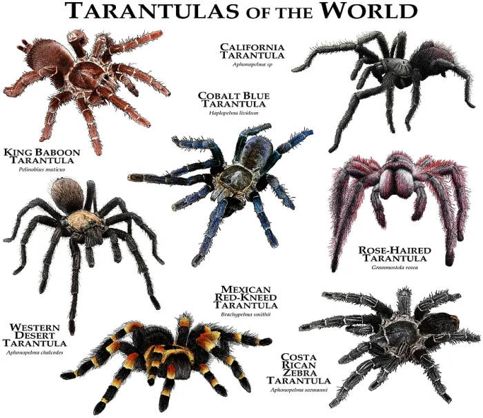 Framed Print : Tarantula Species Print Collection Framed Print : Tarantula Species Print Collection