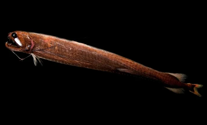 Framed Print : Threadfin Dragonfish Print, a photograph of the fish's head and barbel Framed Print : Threadfin Dragonfish Print, a photograph of the fish's head and barbel