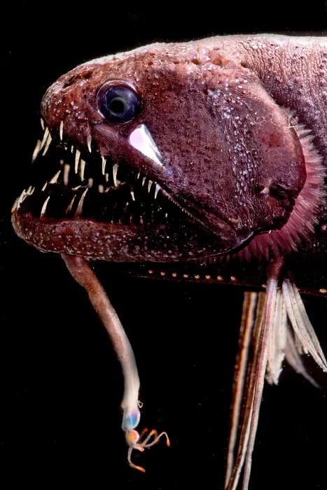 Framed Print : Threadfin Dragonfish Print Framed Print : Threadfin Dragonfish Print