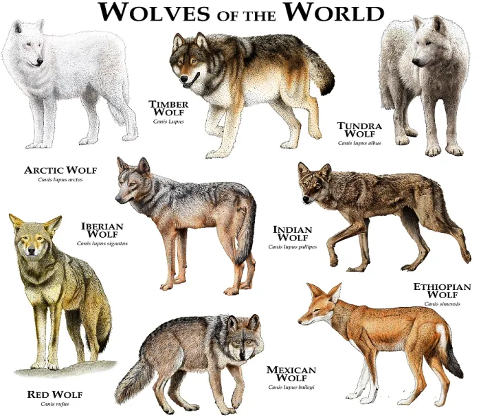 Framed Print : Wolves of the World Print - Canis lupus Species Collage Framed Print : Wolves of the World Print - Canis lupus Species Collage