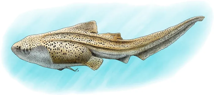 Framed Print : Zebra Shark Print - A Stegostoma fasciatum Illustration Framed Print : Zebra Shark Print - A Stegostoma fasciatum Illustration