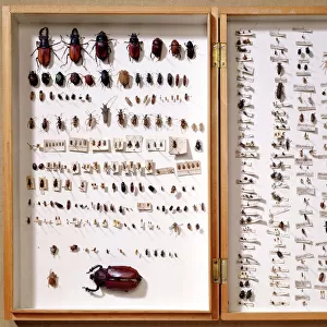 Insects Collection: Beetles
