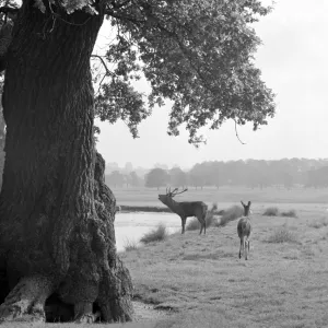 Deer in Richmond Park a064115