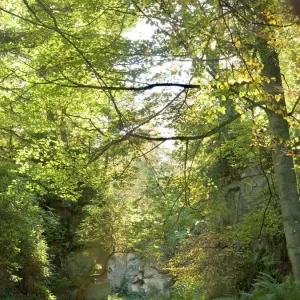 Belsay Quarry Garden Print, Autumnal View Belsay Quarry Garden Print, Autumnal View