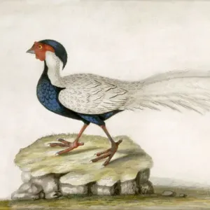 Marble Hill House Pheasant Print Marble Hill House Pheasant Print