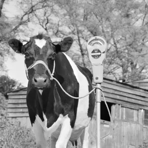 Cattle Canvas Print Collection: Friesian