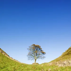 Hadrian's Wall Print: Sycamore Gap View Hadrian's Wall Print: Sycamore Gap View