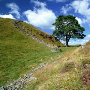 Hadrians Wall: Sycamore Gap K060462