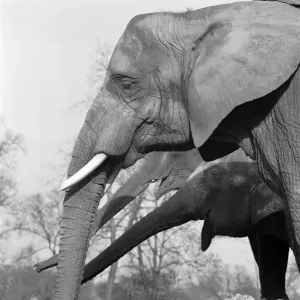 Print of Elephants at London Zoo
