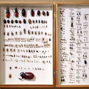 Print of Beetle Display Case J970134 Down House Kent