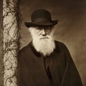 Print of Charles Darwin, c 1880 Print of Charles Darwin, c 1880