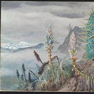 The Blue Puya and Cactus at home in the Cordilleras by Marianne North
