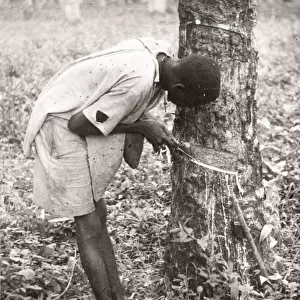 1940s East Africa Uganda - tapping rubber trees