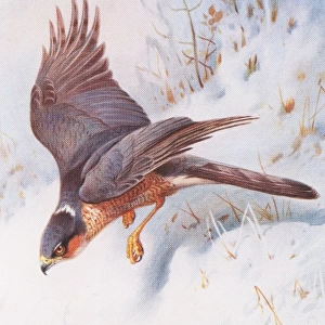 Accipiter nisus, Eurasian sparrowhawk