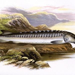 Acipenser sturio, or European sea sturgeon