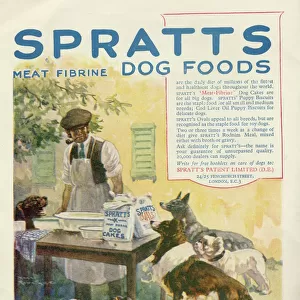 Advertisement for Spratts meat fibrine dog foods, showing six expectant dogs awaiting