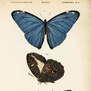 Adonis Morpho and Pavonia anaxandra butterflies