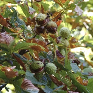 Aesculus hippocastanum, horse chestnut tree