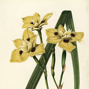 African iris, Dietes bicolor