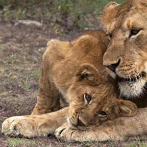 African Lion - cub playing with a subadult male