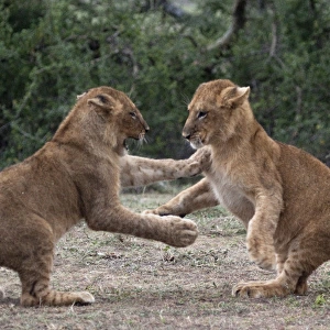 African Lion - cubs play-fighting