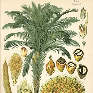African oil palm, Elaeis guineensis