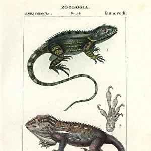 Agama of Port Jackson and Anole of Cape of Good Hope