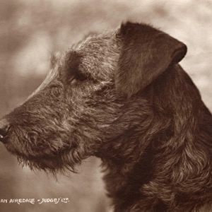 An Airedale